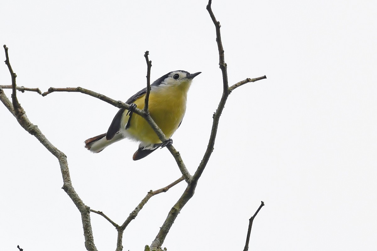 Creamy-bellied Gnatcatcher - ML626506870