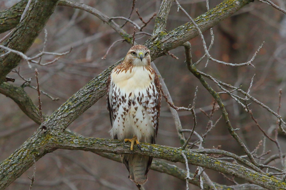 rødstjertvåk - ML626506954