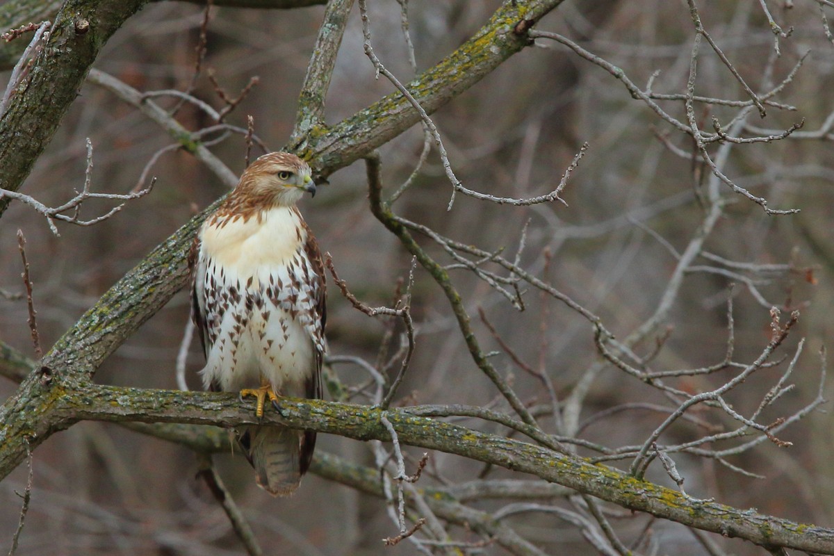 rødstjertvåk - ML626506955