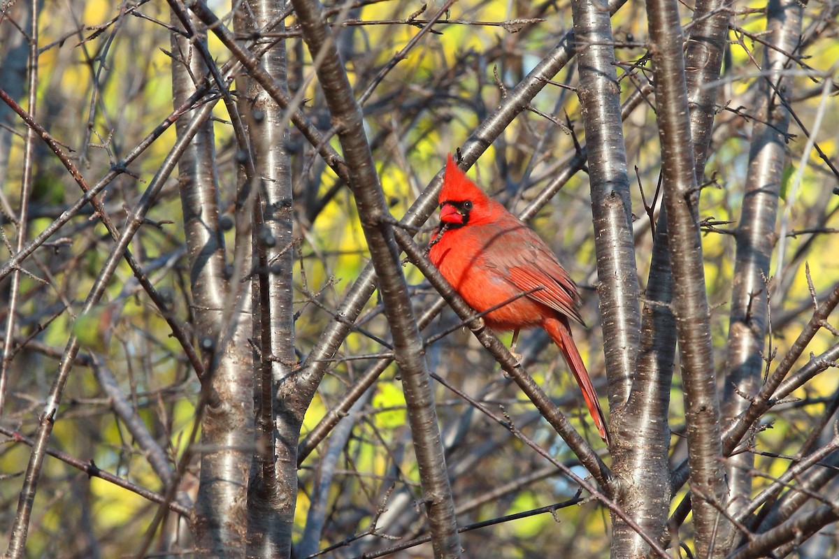 rødkardinal - ML626506967