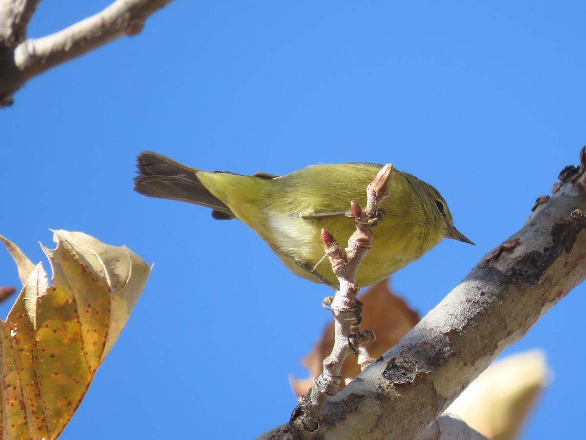 Orange-crowned Warbler (lutescens) - ML626506971