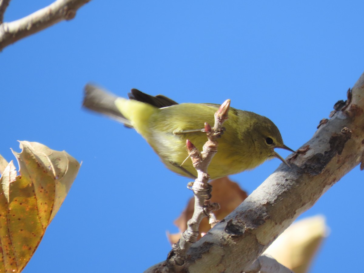 Orange-crowned Warbler (lutescens) - ML626506982