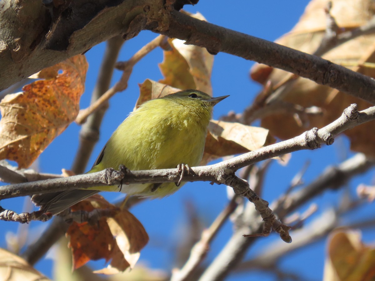 Orange-crowned Warbler (lutescens) - ML626506985