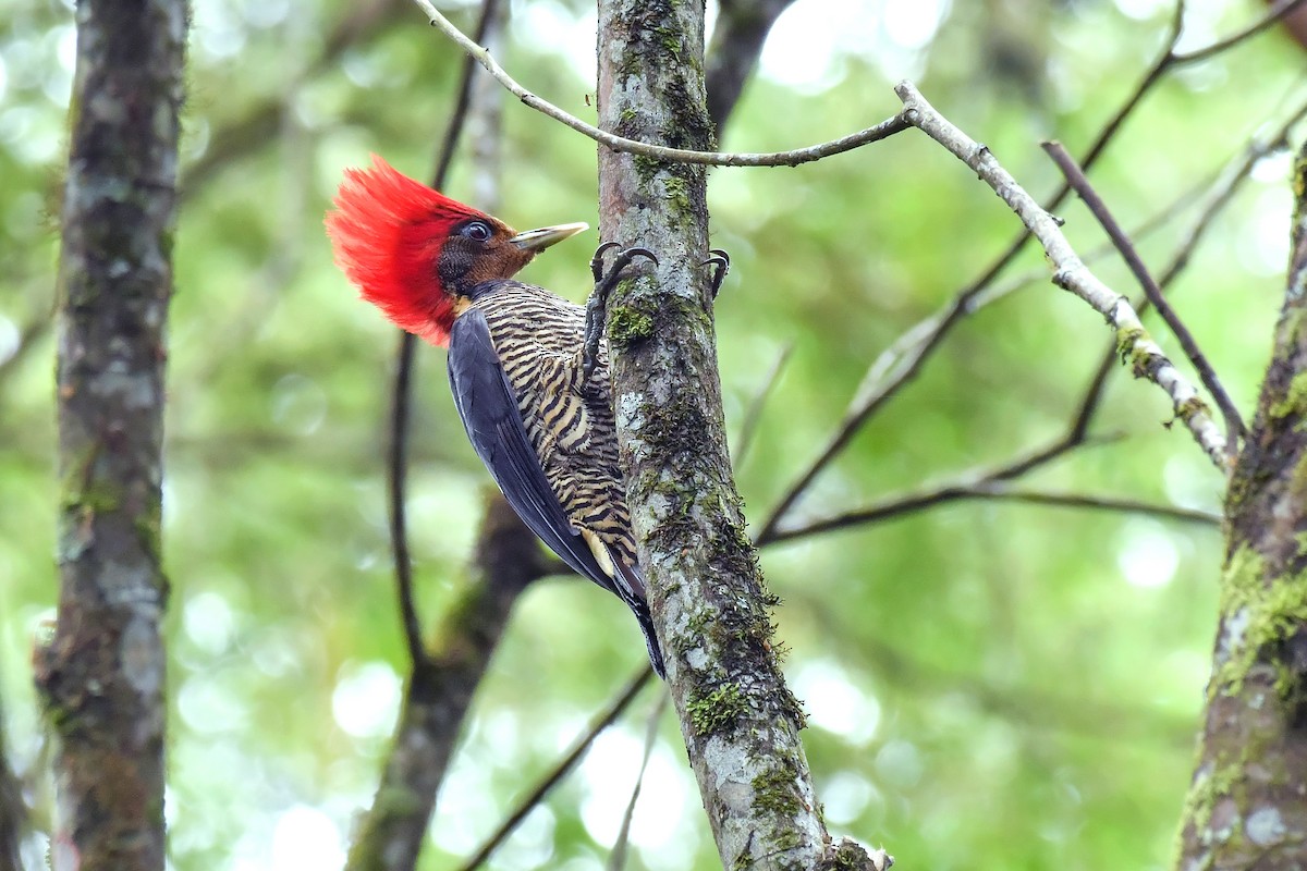 Helmeted Woodpecker - ML626507059