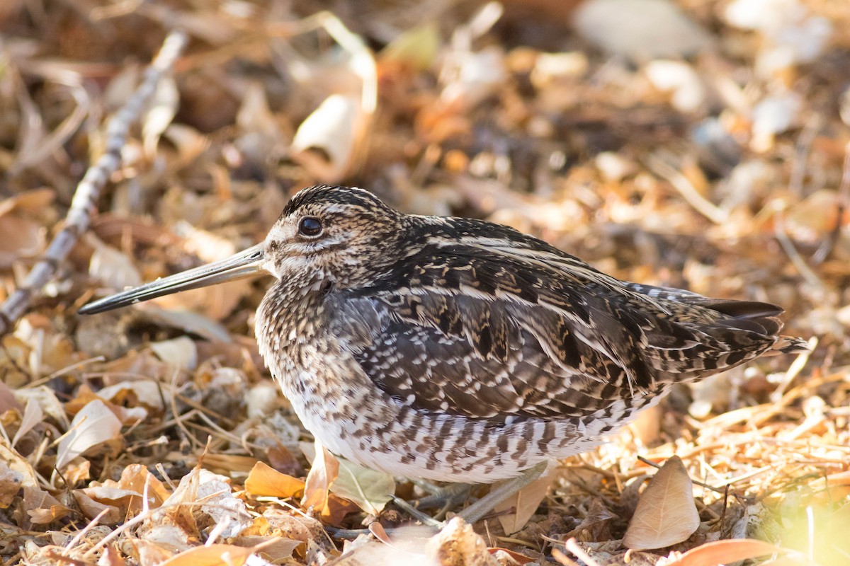 Wilson's Snipe - ML626507144