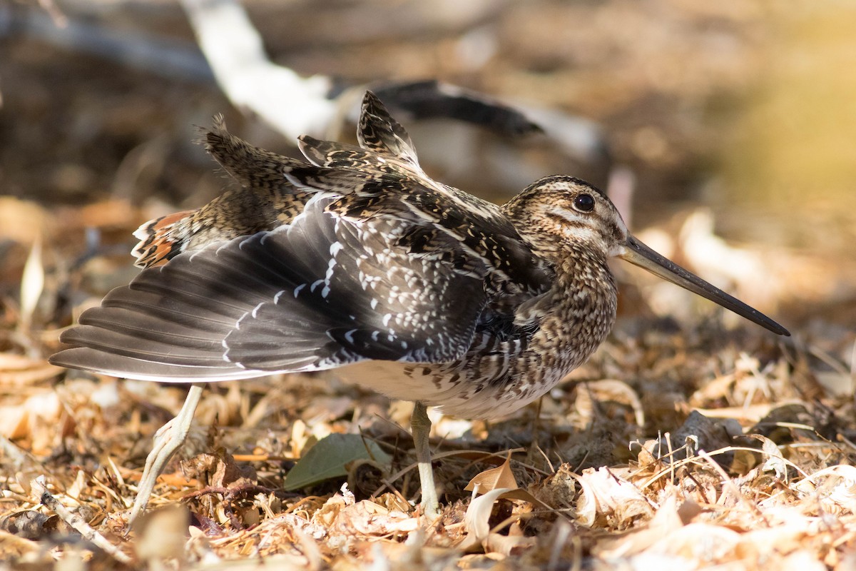 Wilson's Snipe - ML626507163