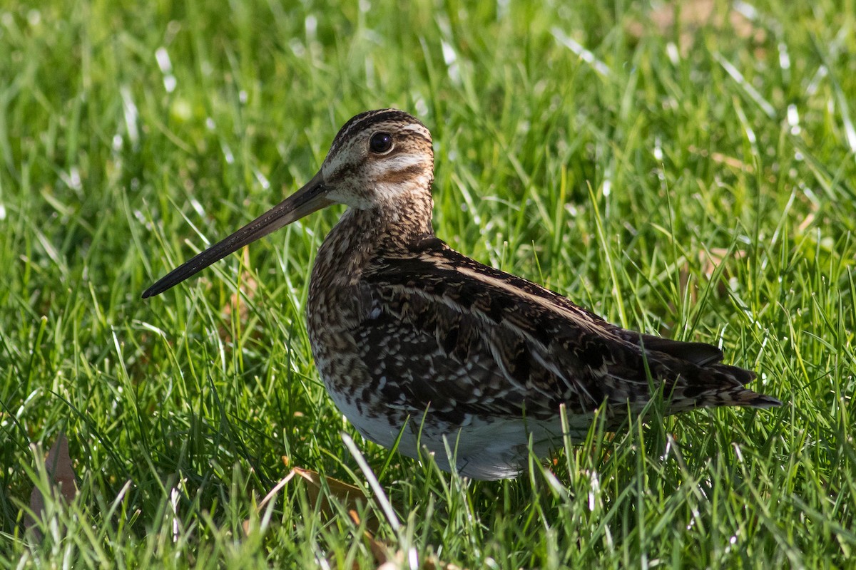 Wilson's Snipe - ML626507169