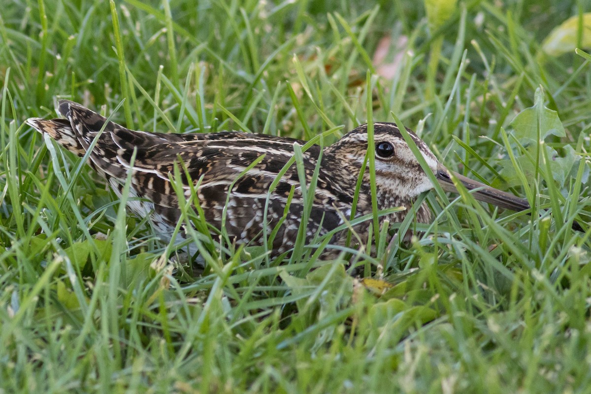 Wilson's Snipe - ML626507190
