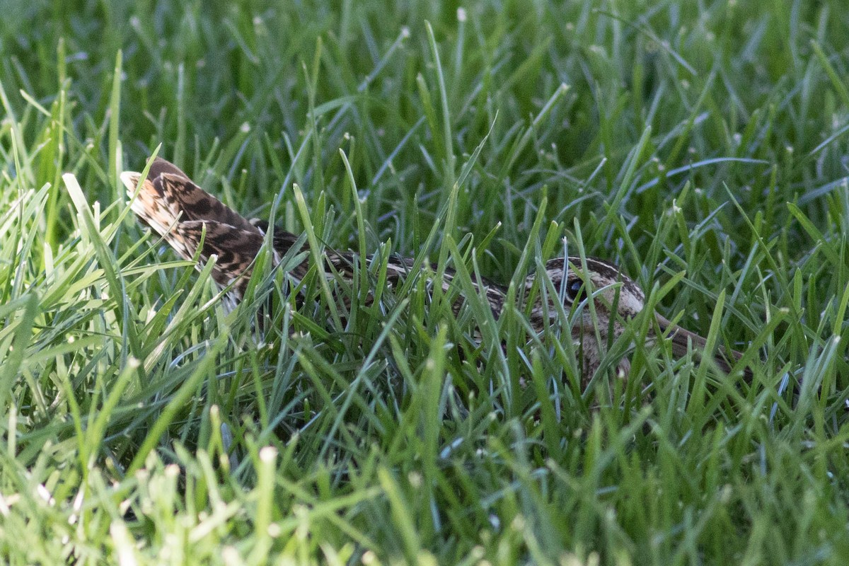 Wilson's Snipe - ML626507195