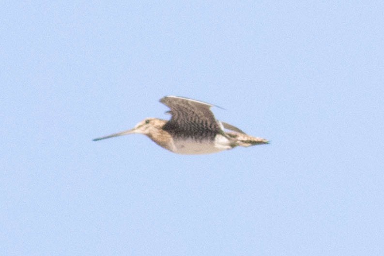Wilson's Snipe - ML626507209