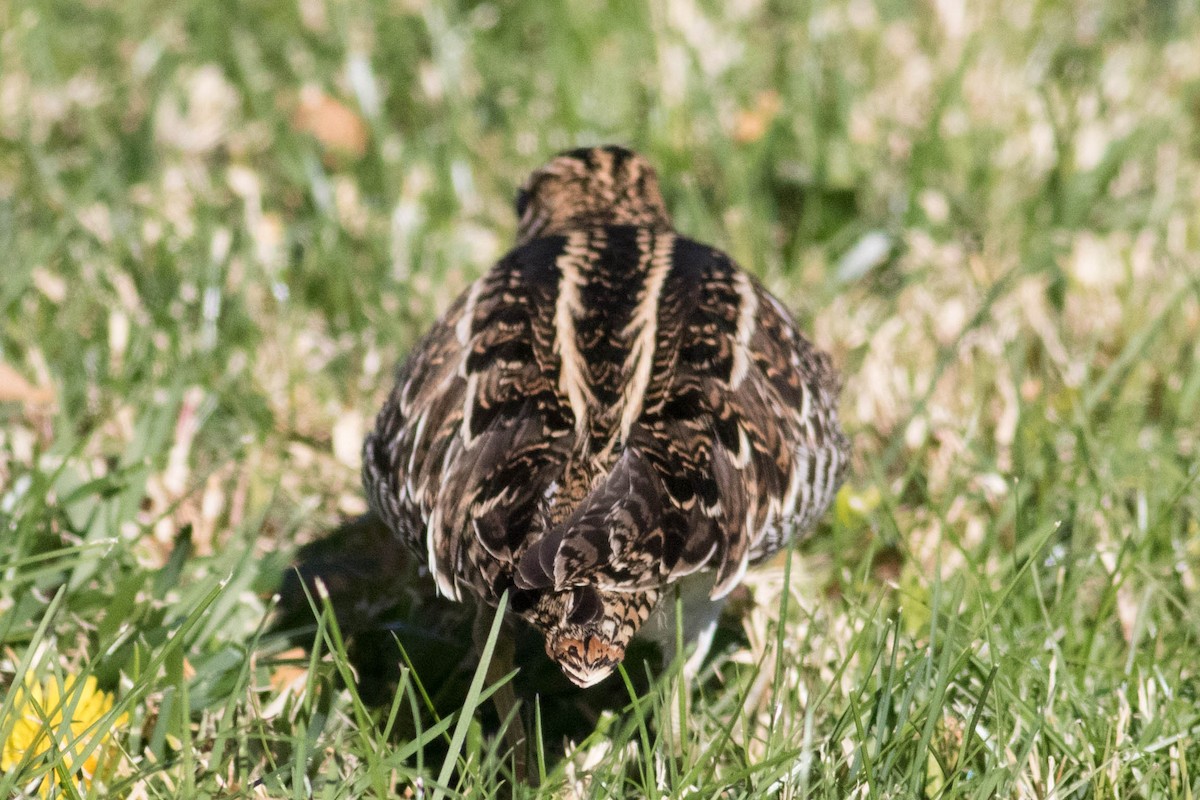 Wilson's Snipe - ML626507220