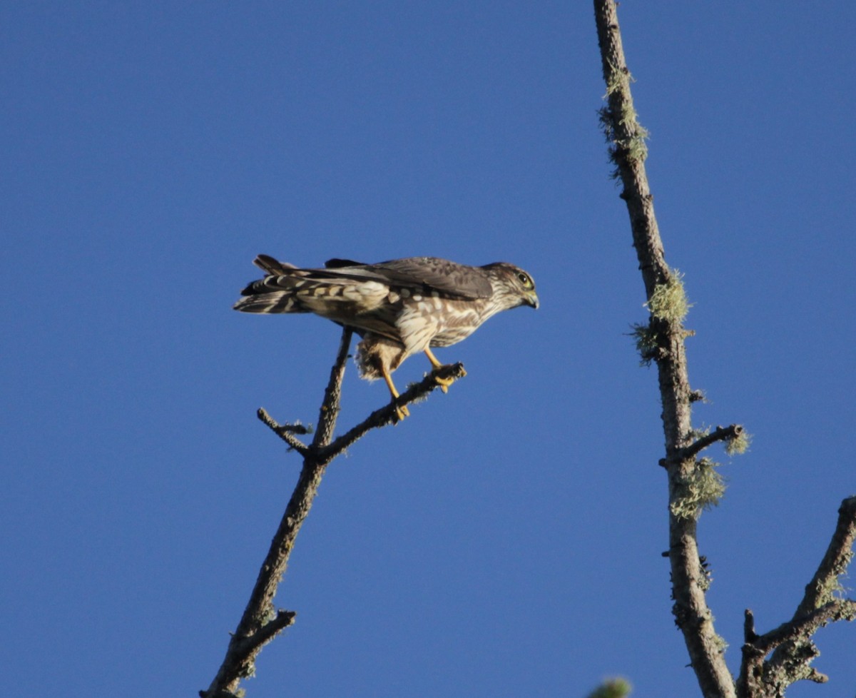 Хайргууна шонхор - ML626507251