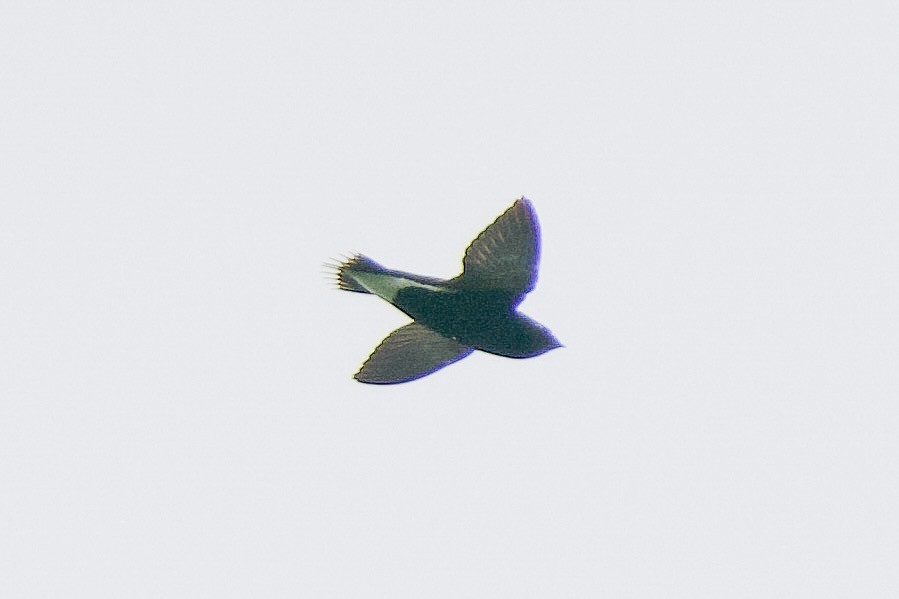 Brown-backed Needletail - ML626507276