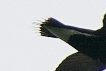 Brown-backed Needletail - ML626507277