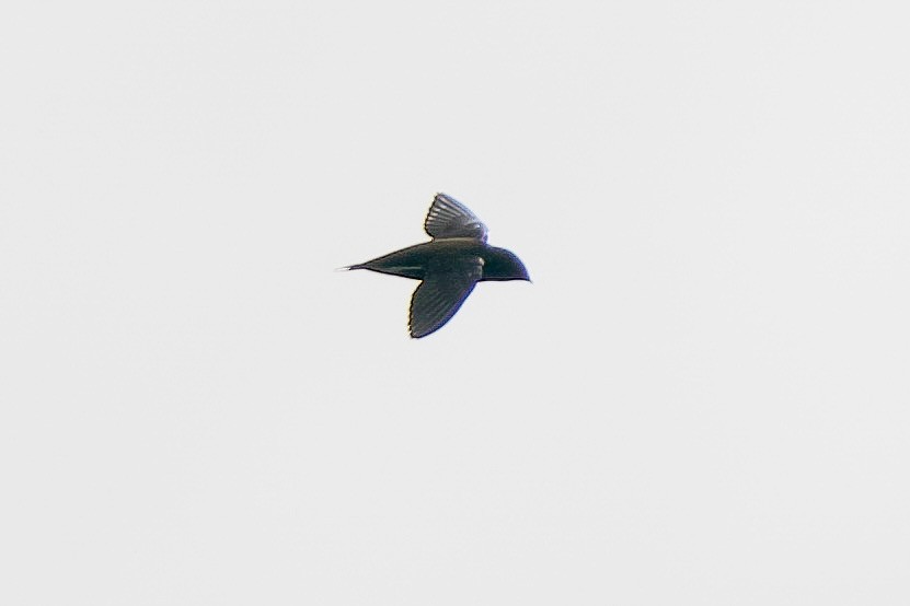 Brown-backed Needletail - ML626507278