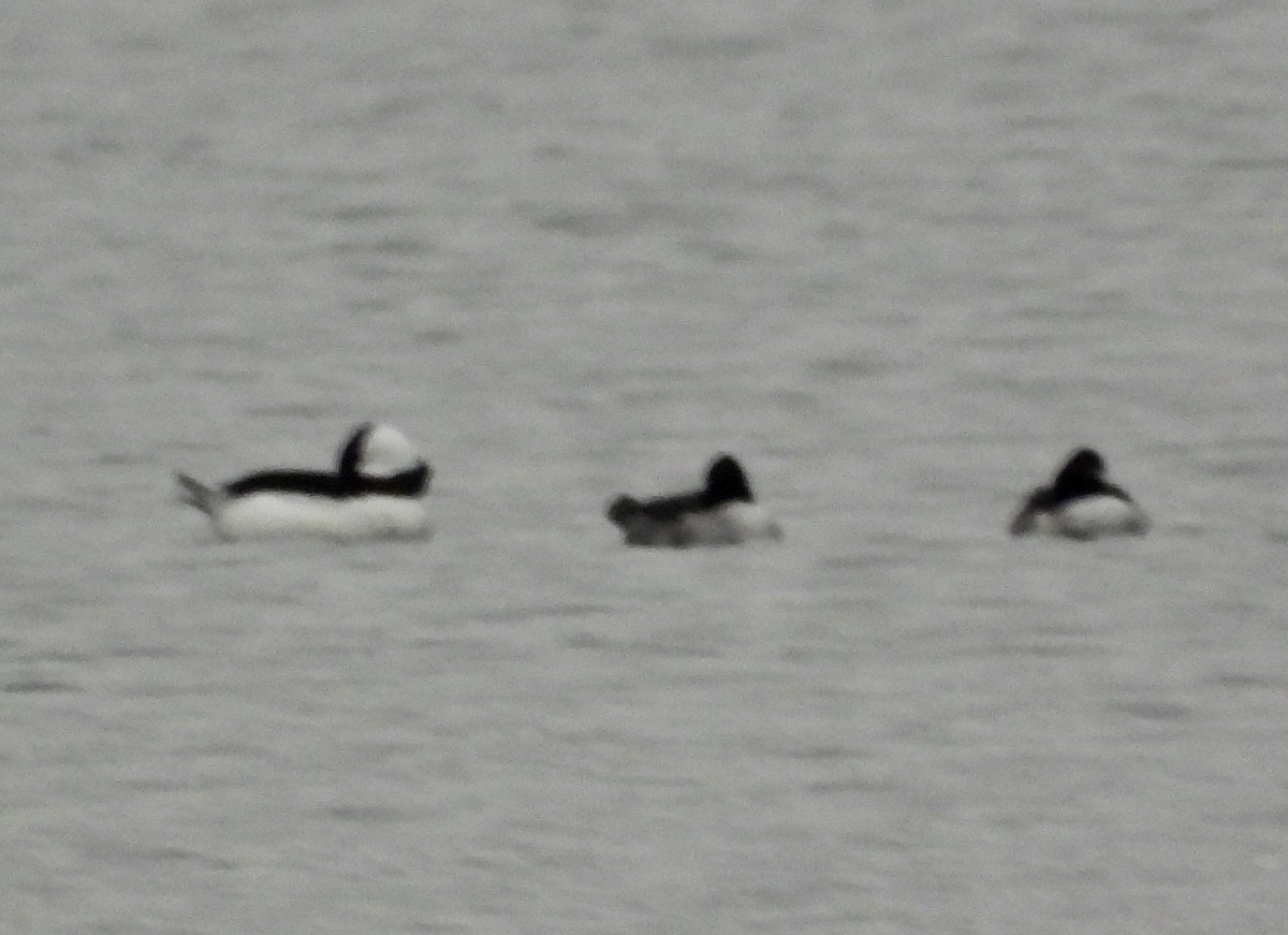 Bufflehead - ML626507542
