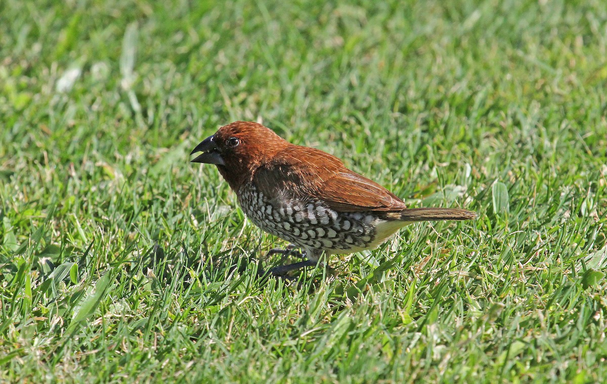 Scaly-breasted Munia - ML62650761