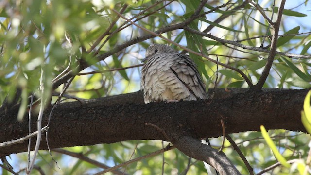 Inca Dove - ML626507794