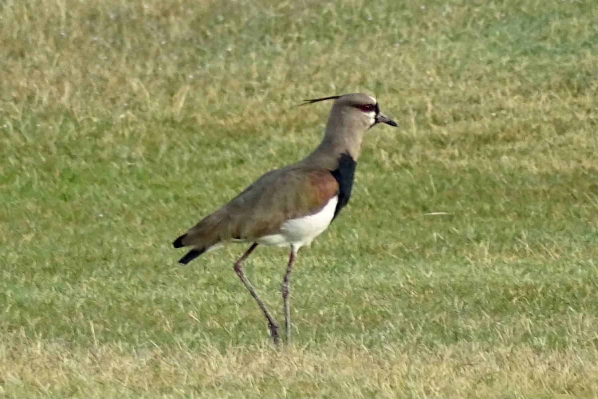 Southern Lapwing - ML626507802