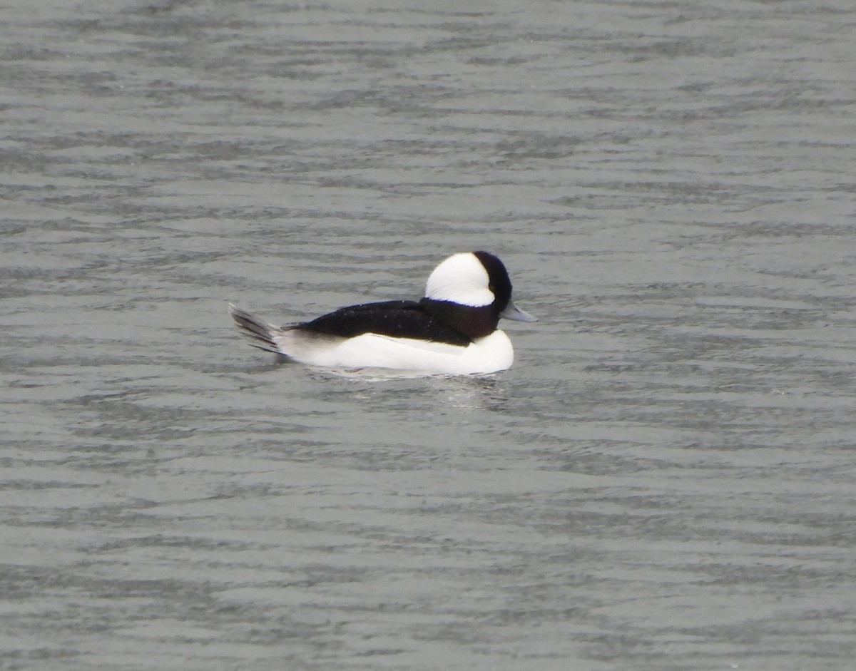 Bufflehead