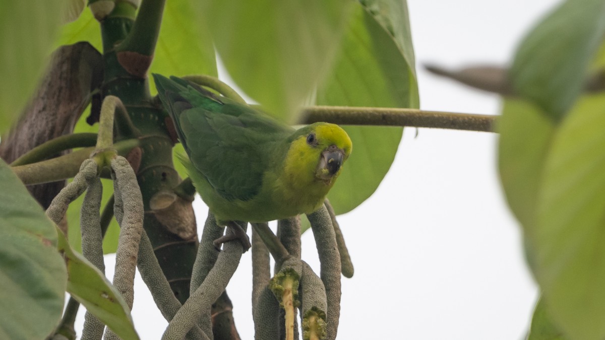 Dusky-billed Parrotlet - ML626508289