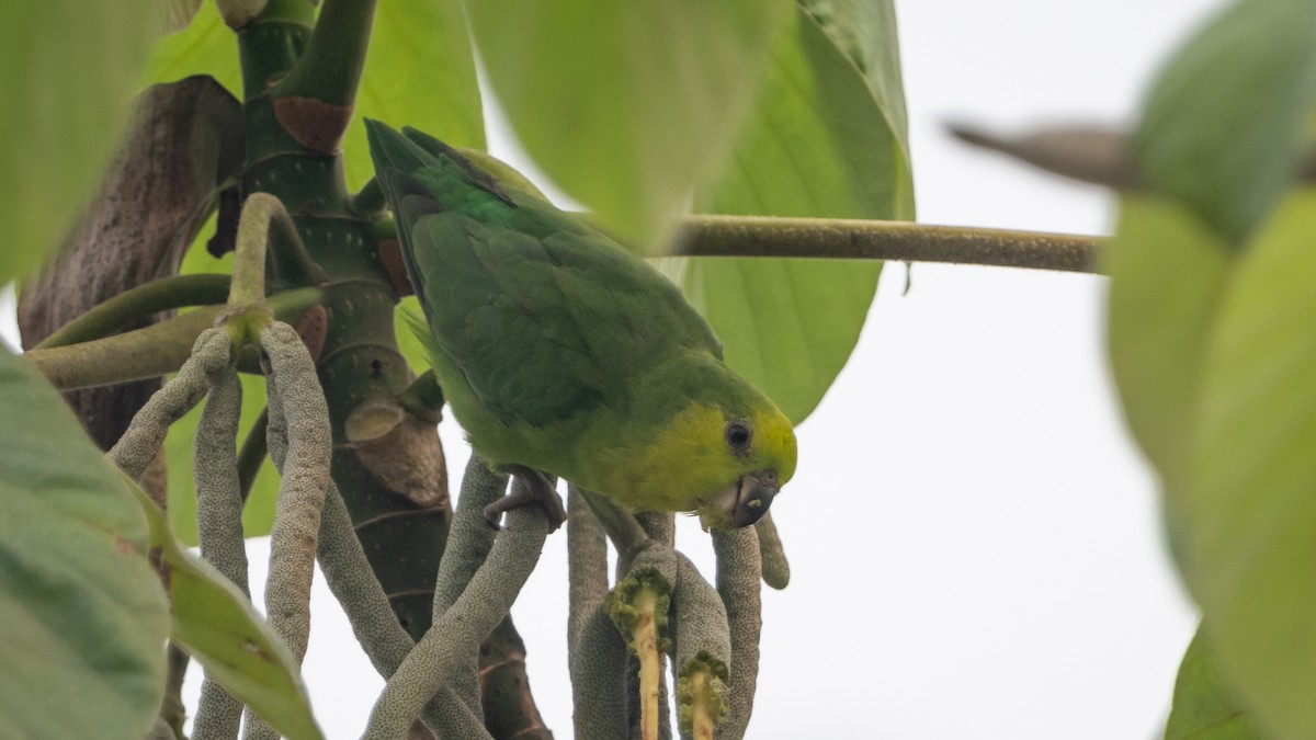 Dusky-billed Parrotlet - ML626508290