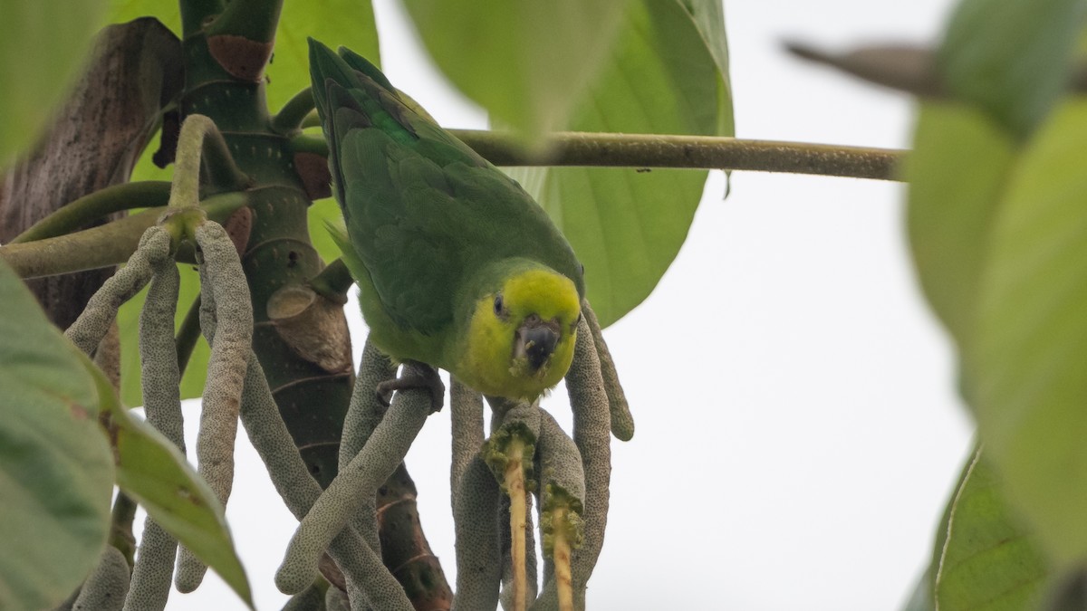 Dusky-billed Parrotlet - ML626508291