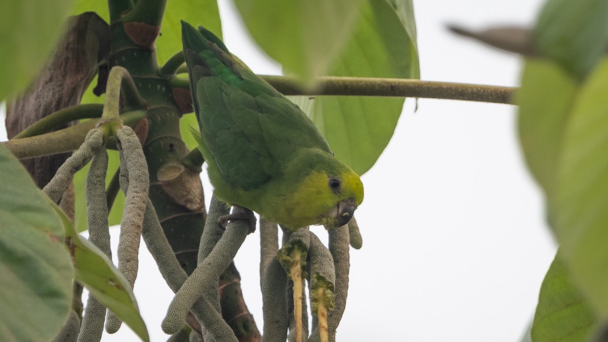 Dusky-billed Parrotlet - ML626508292