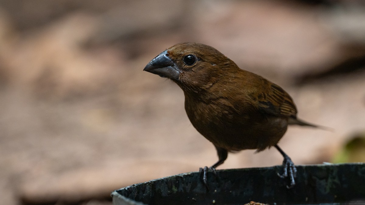 Amazonian Grosbeak - ML626508632