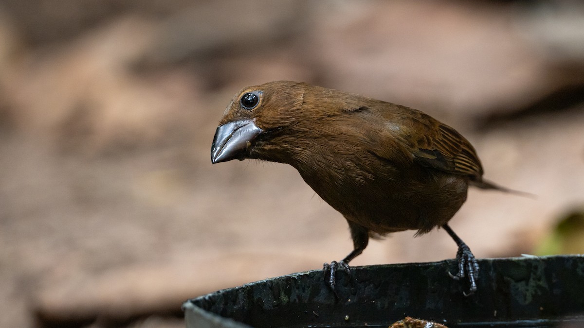 Amazonian Grosbeak - ML626508633