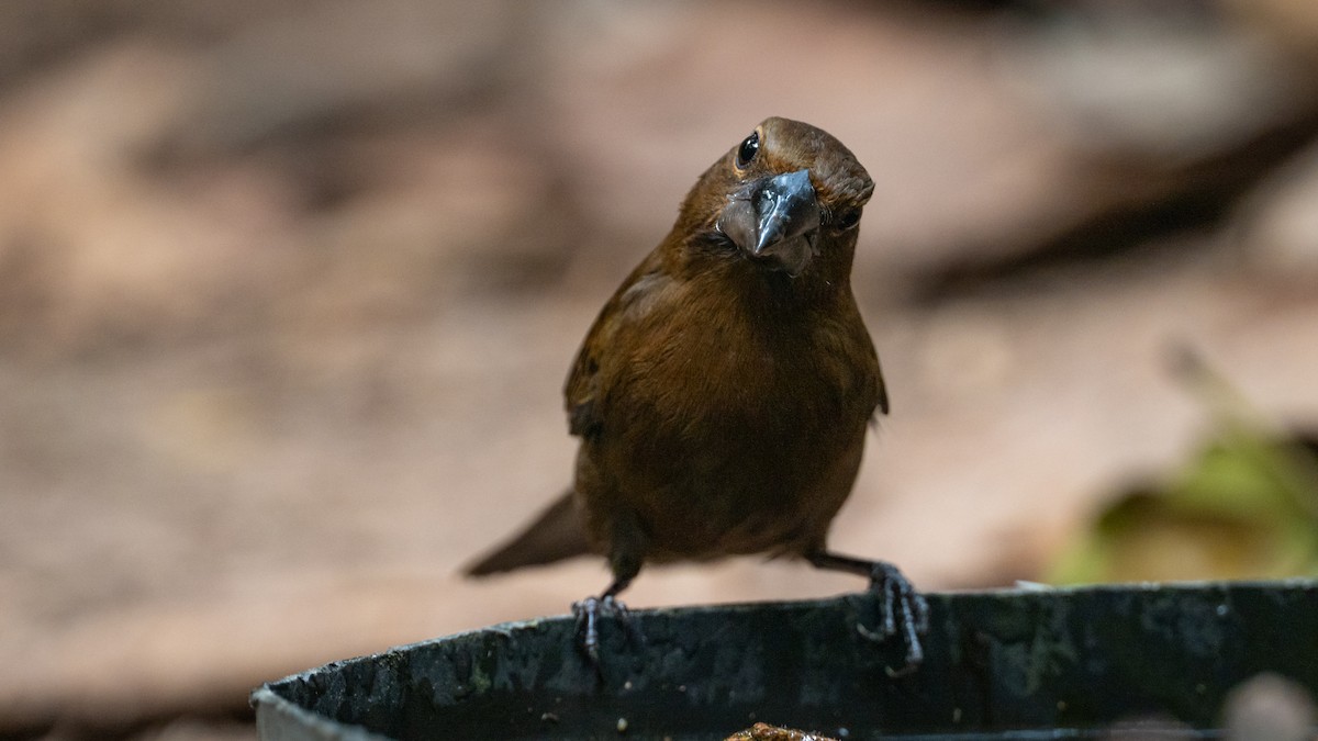 Amazonian Grosbeak - ML626508634