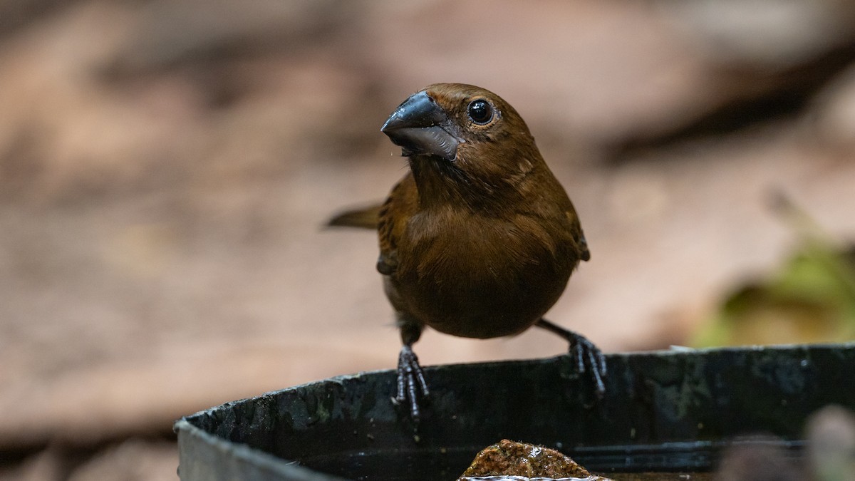 Amazonian Grosbeak - ML626508635