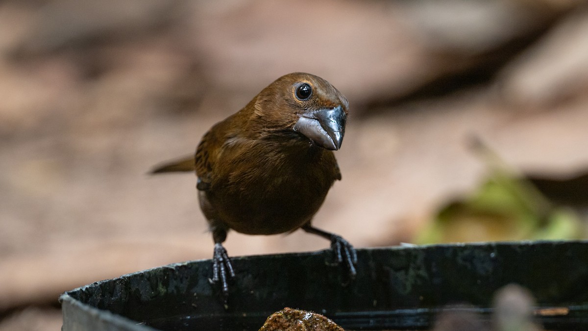 Amazonian Grosbeak - ML626508636