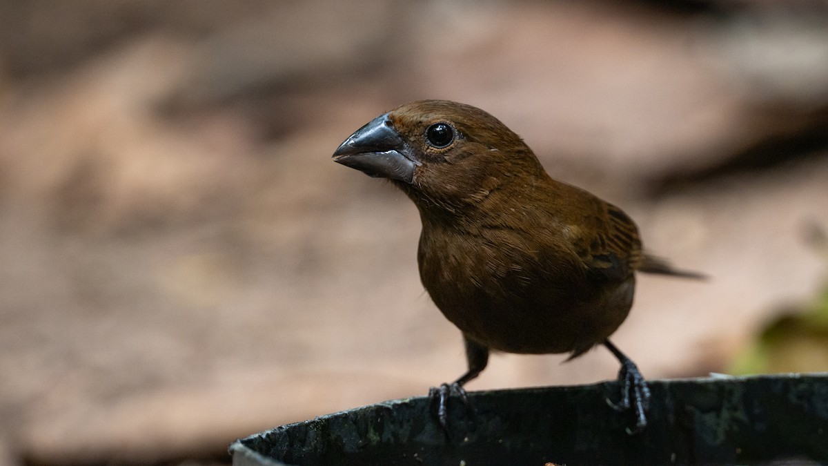 Amazonian Grosbeak - ML626508637