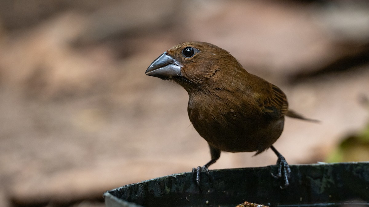 Amazonian Grosbeak - ML626508638