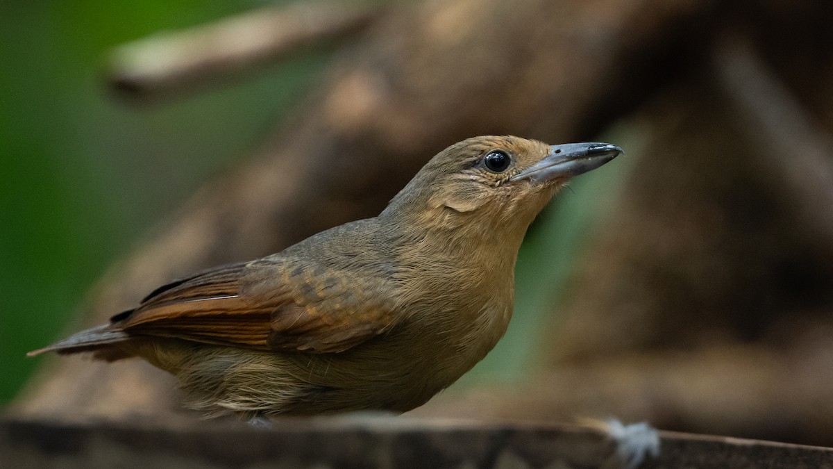 Spot-winged Antshrike - ML626508671