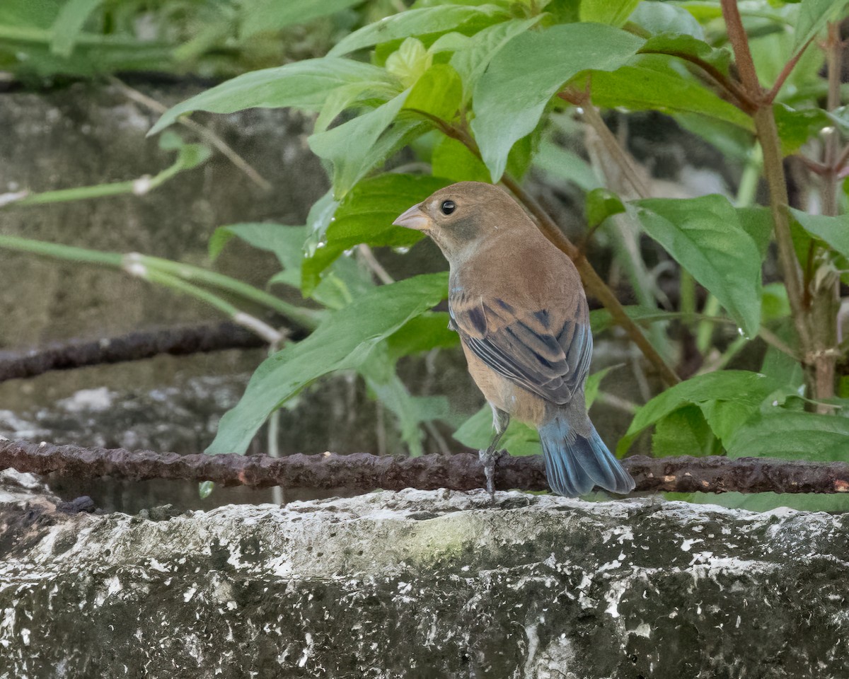 Indigo Bunting - ML626508737