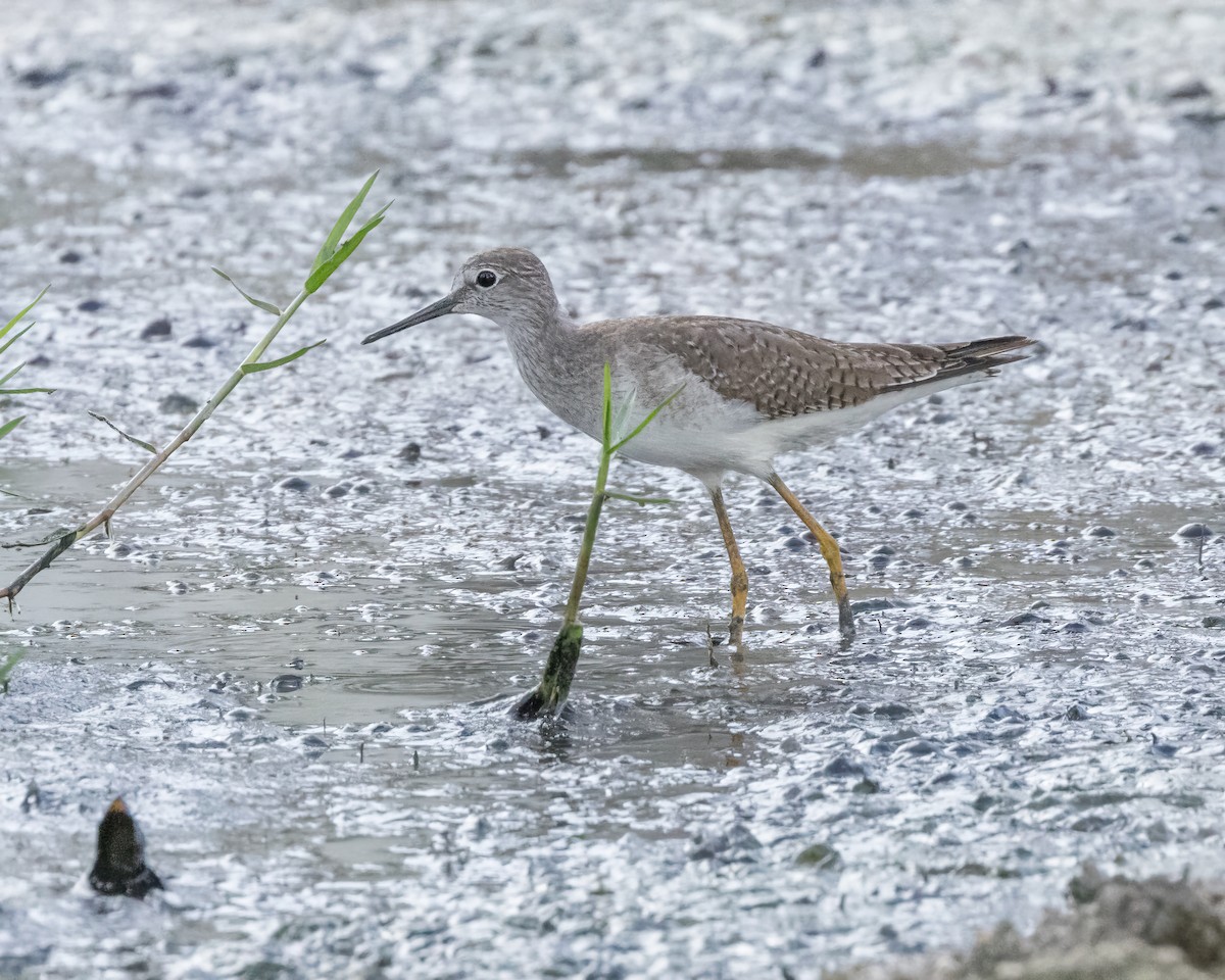 Lesser Yellowlegs - ML626508750