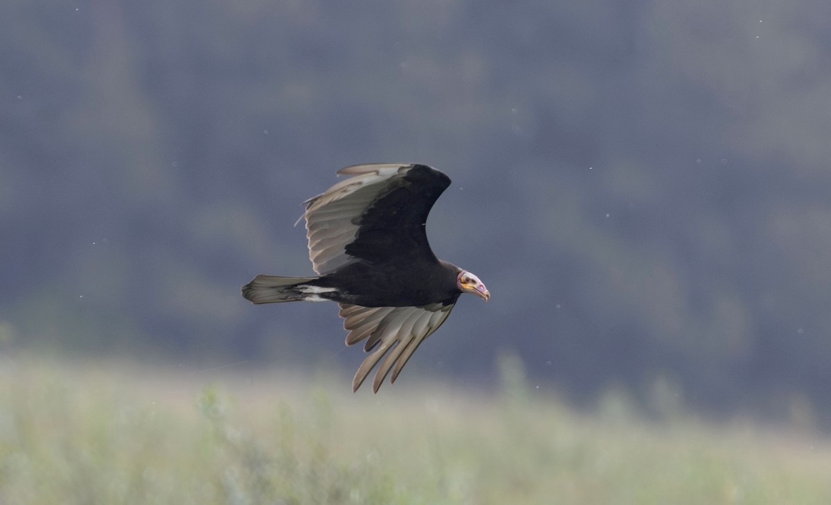 Lesser Yellow-headed Vulture - ML626509196