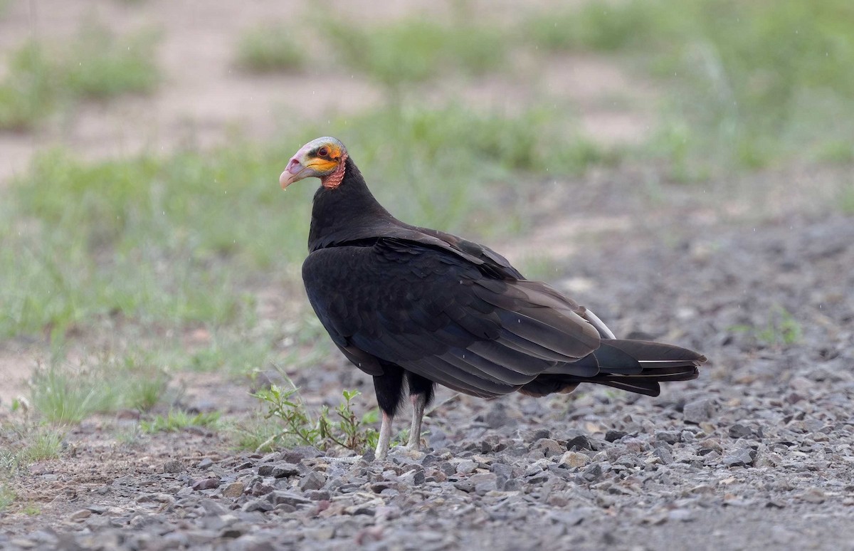 Lesser Yellow-headed Vulture - ML626509197