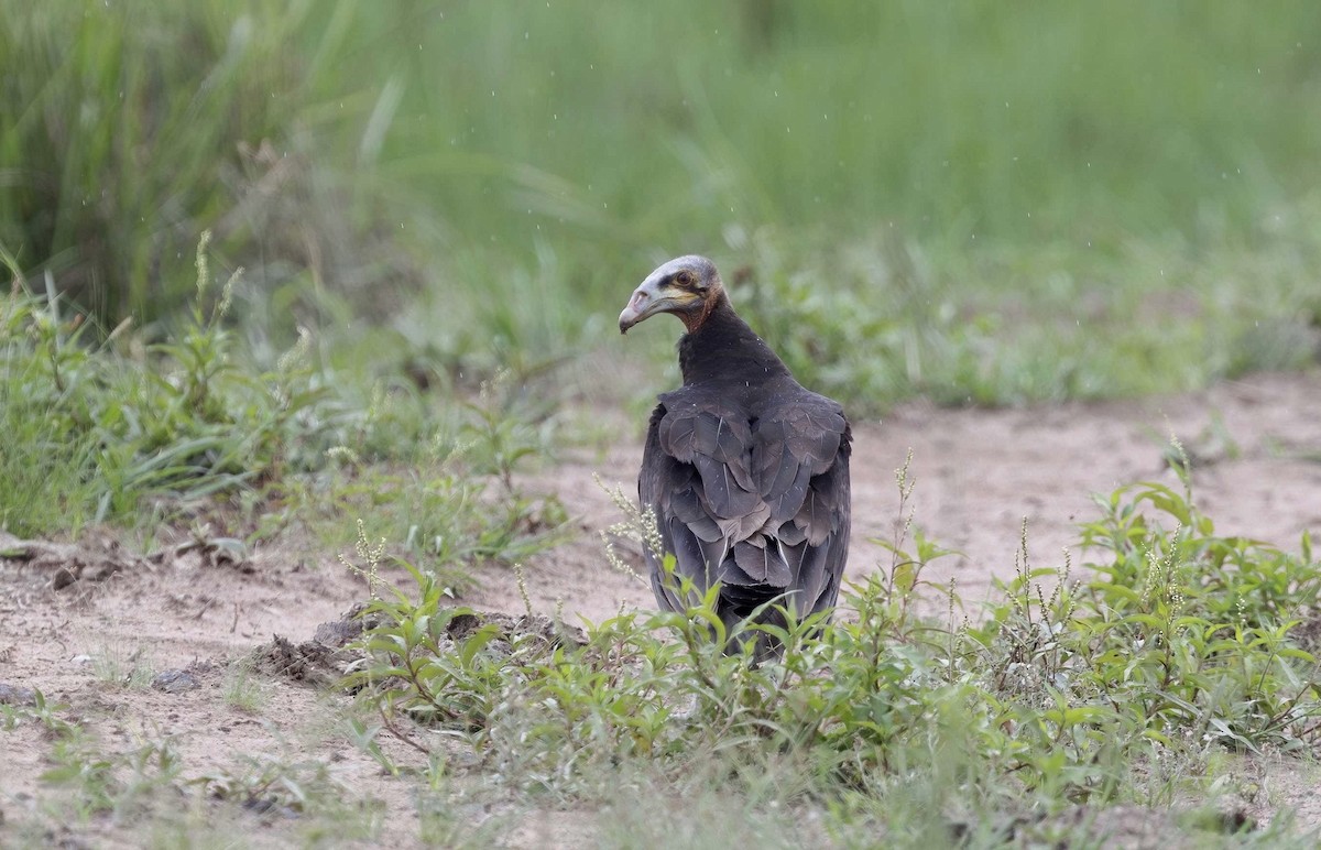 Lesser Yellow-headed Vulture - ML626509198