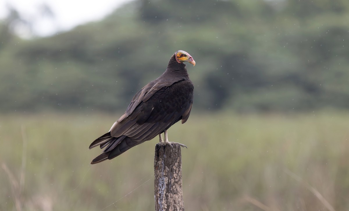 Lesser Yellow-headed Vulture - ML626509199