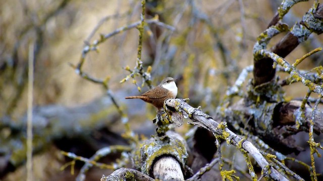 Canyon Wren - ML626509264