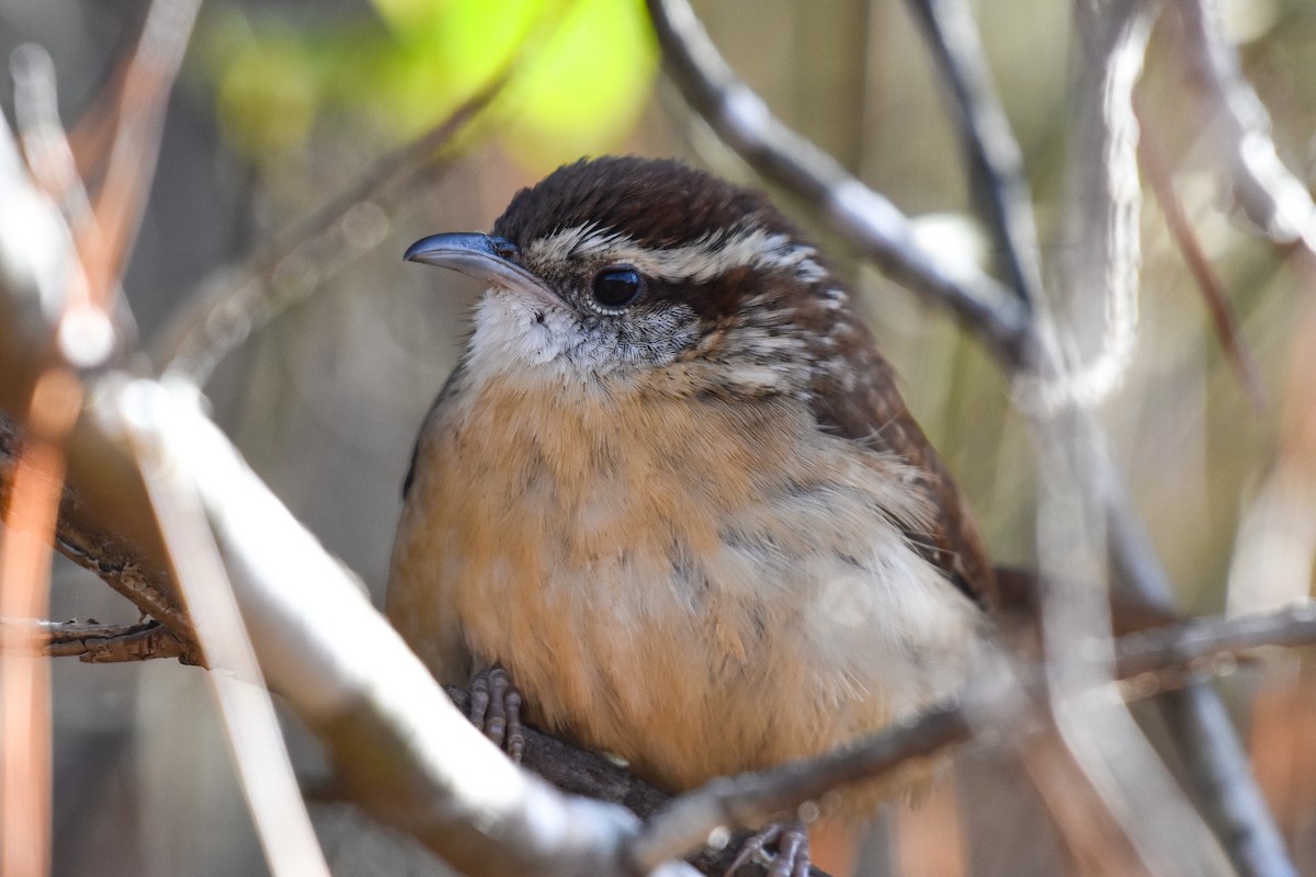 Carolina Wren (Northern) - ML626509276