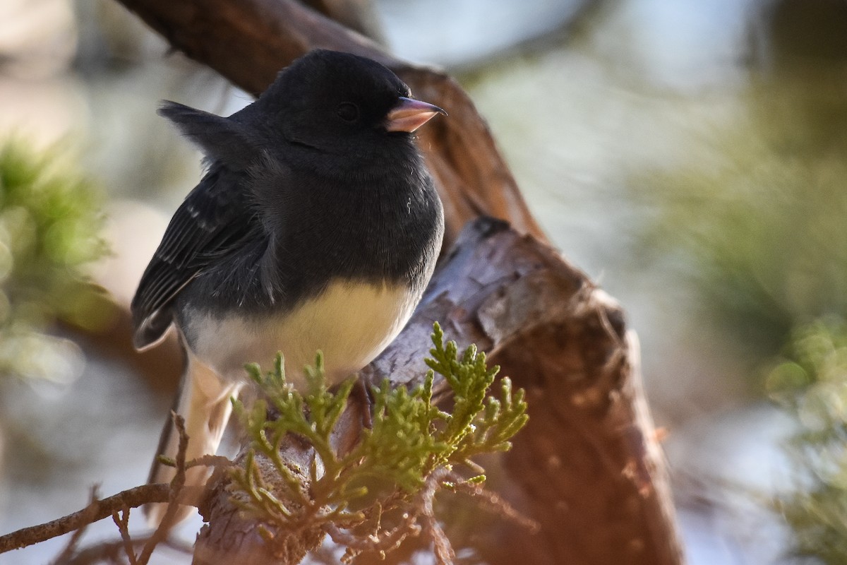 Dark-eyed Junco (Slate-colored) - ML626509297