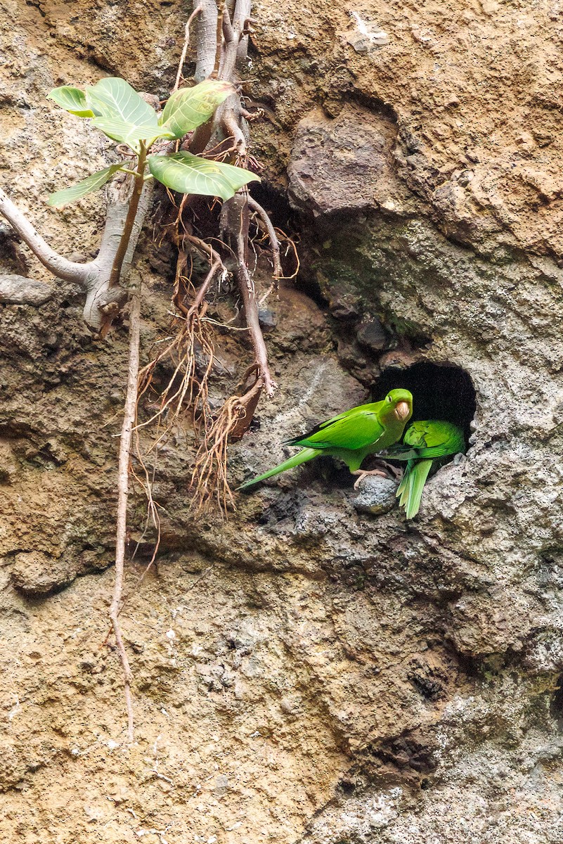 Pacific Parakeet - ML626509414