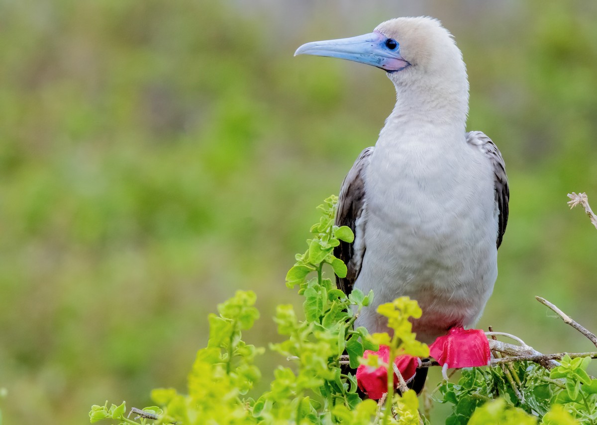 Red-footed Booby (Eastern Pacific) - ML626509498