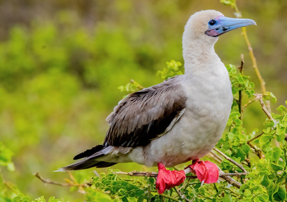 Red-footed Booby (Eastern Pacific) - ML626509500