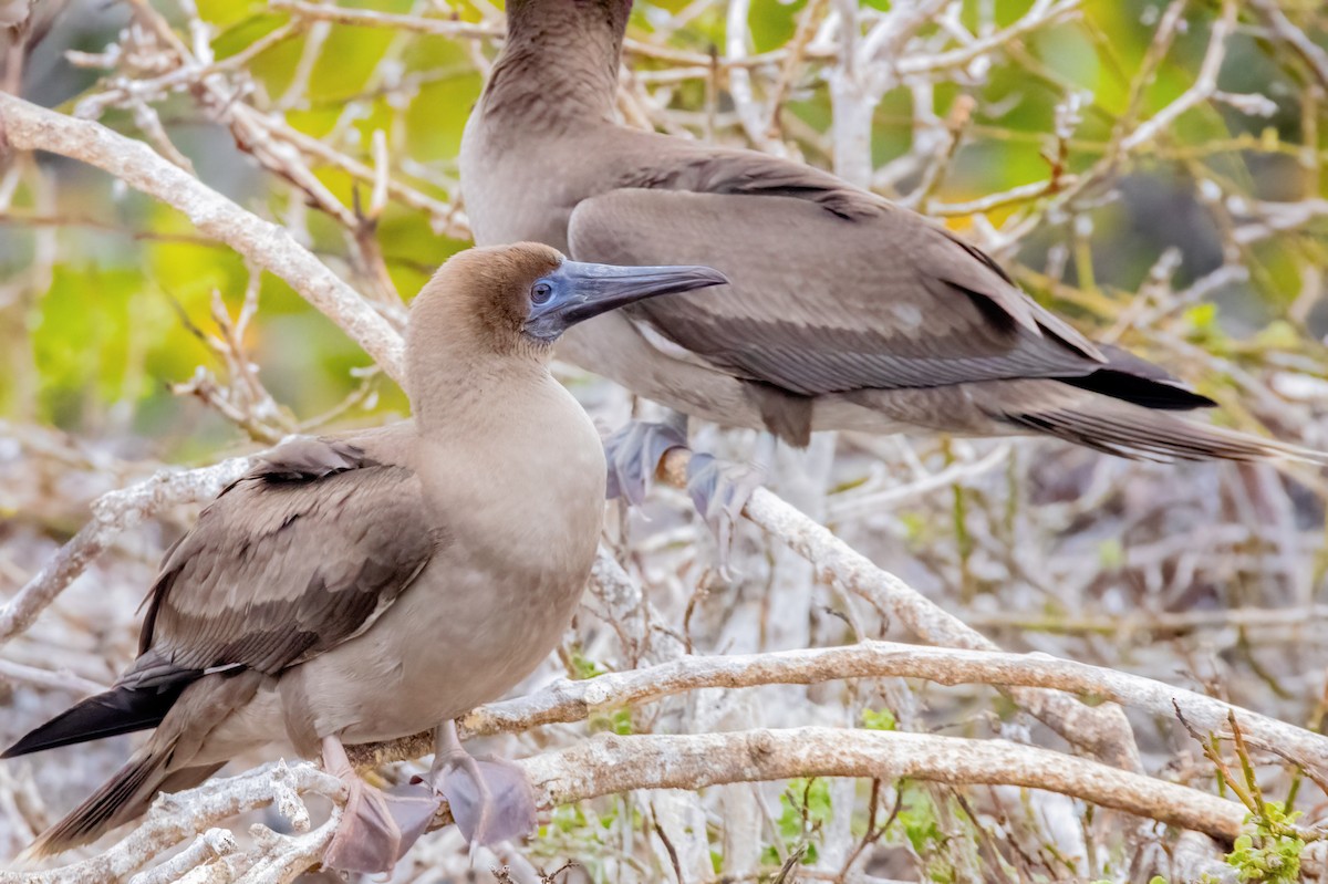 Red-footed Booby (Eastern Pacific) - ML626509505