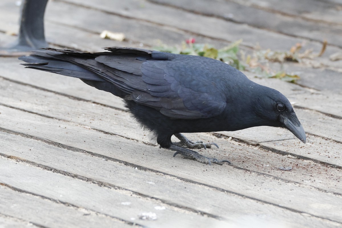 Fish Crow - ML626509628